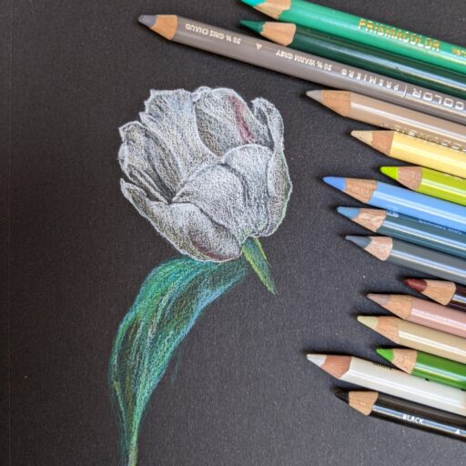 Art: Tulip Study